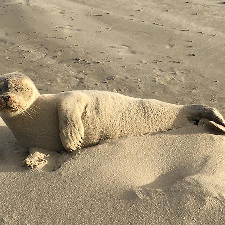 Haus Seeigel Strandflieder Norderney Bagian luar foto
