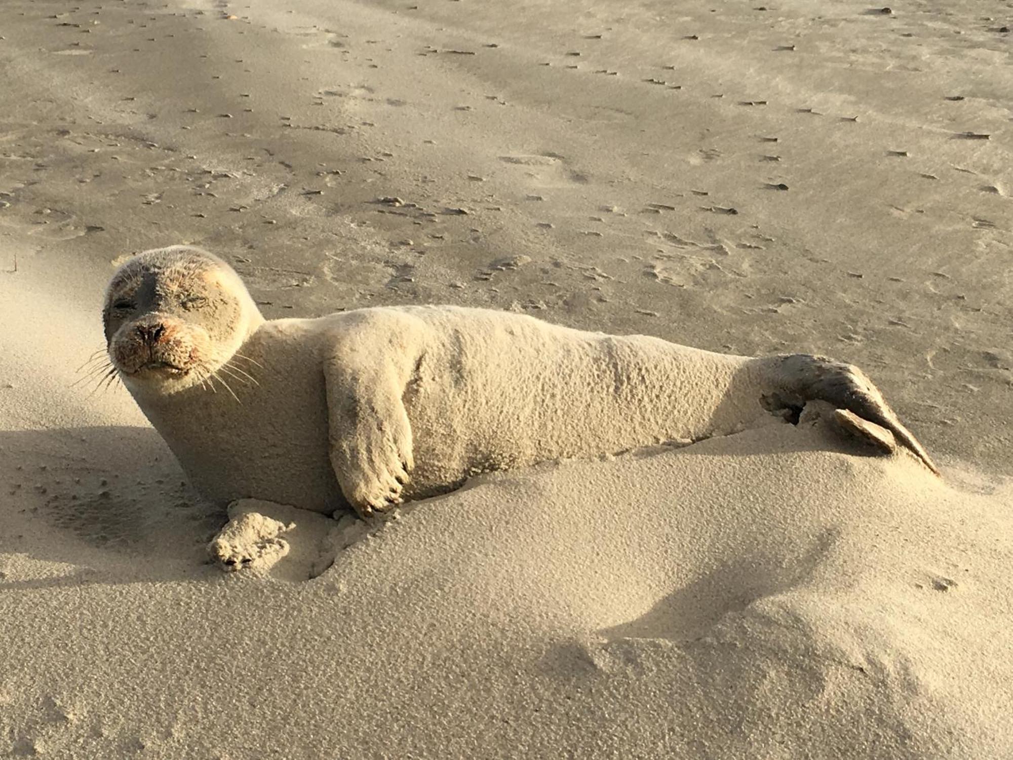 Haus Seeigel Strandflieder Norderney Bagian luar foto